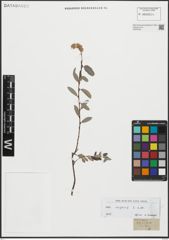 Foto von Salix repens L.